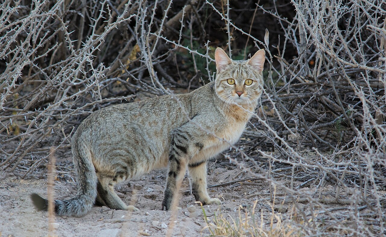 African Wildcat (Felis lybica)