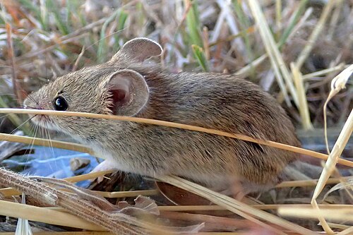 Algerijnse muis (Mus spretus)