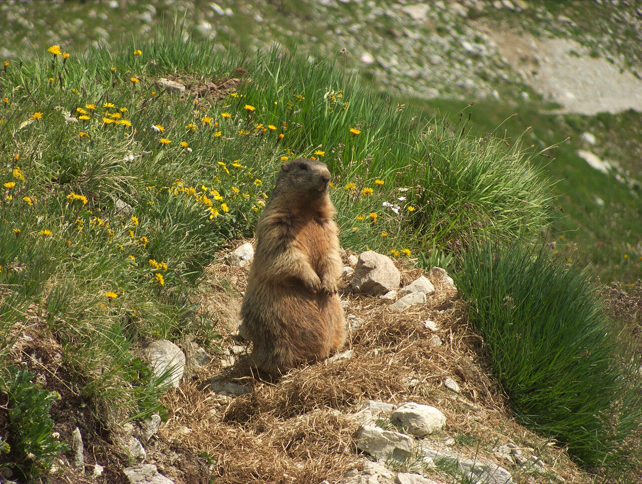 Marmota Alpina, erguida junto a la madriguera en el pastizal alpino bajo las pedreras, paznauntal (tirol)