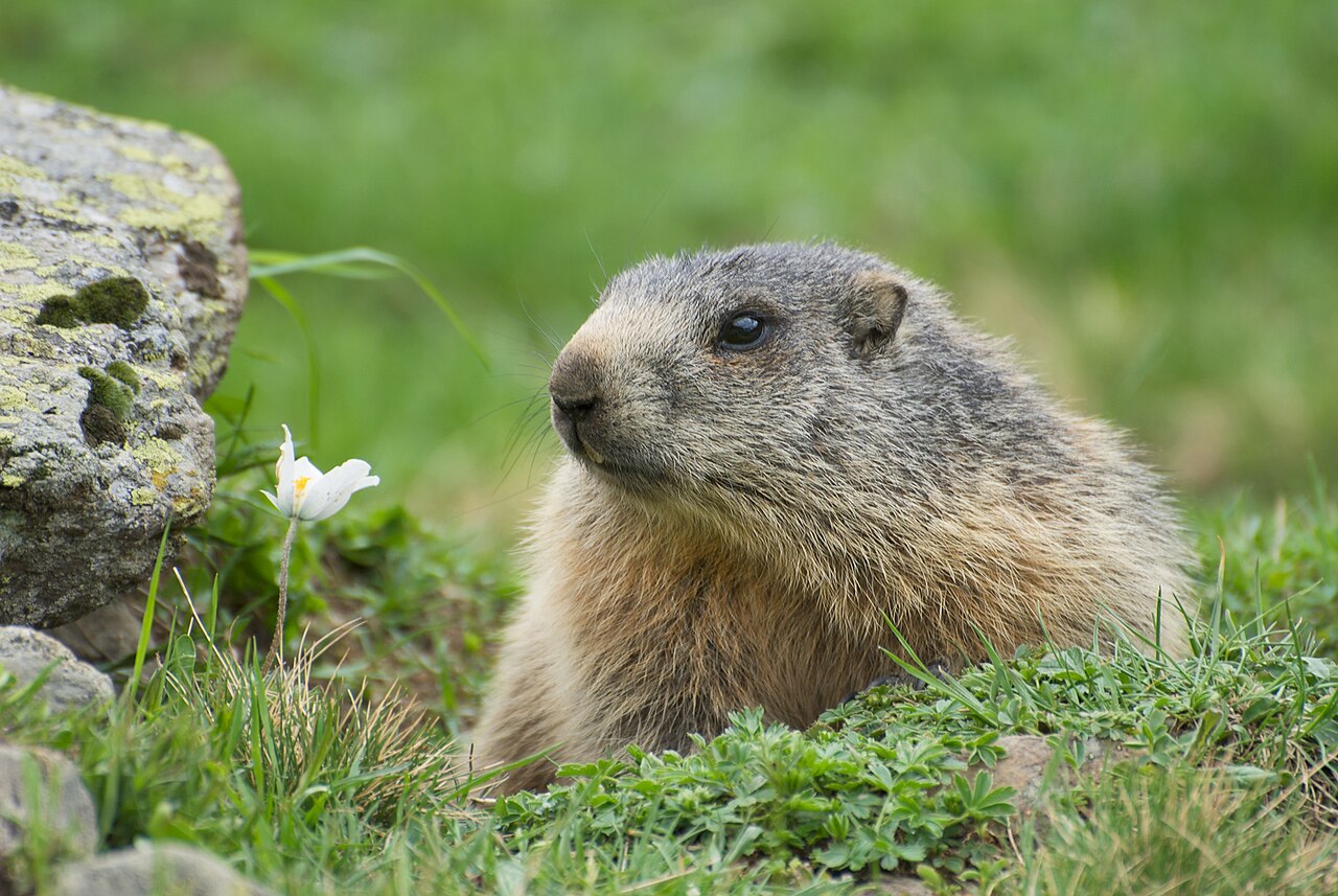 Marmota Alpina, cabeza de cerca en la boca de la madriguera: las orejas pequeñas y redondeadas, el puente nasal oscuro y los largos bigotes, tirol oriental