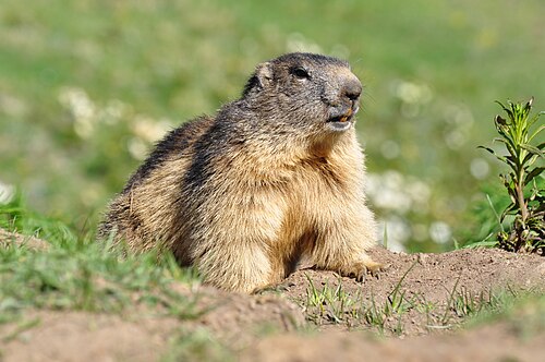 Alpenmarmot (Marmota marmota)