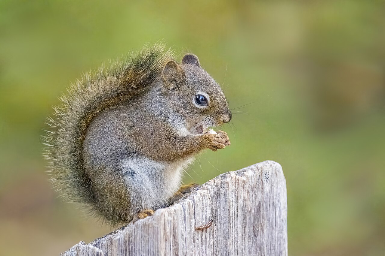 Amerikaanse rode eekhoorn (Tamiasciurus hudsonicus)