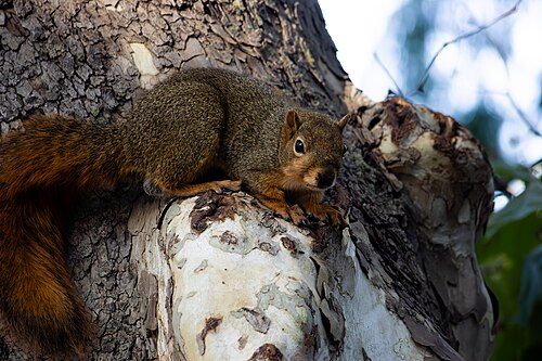 Amerikaanse voseekhoorn (Sciurus niger)