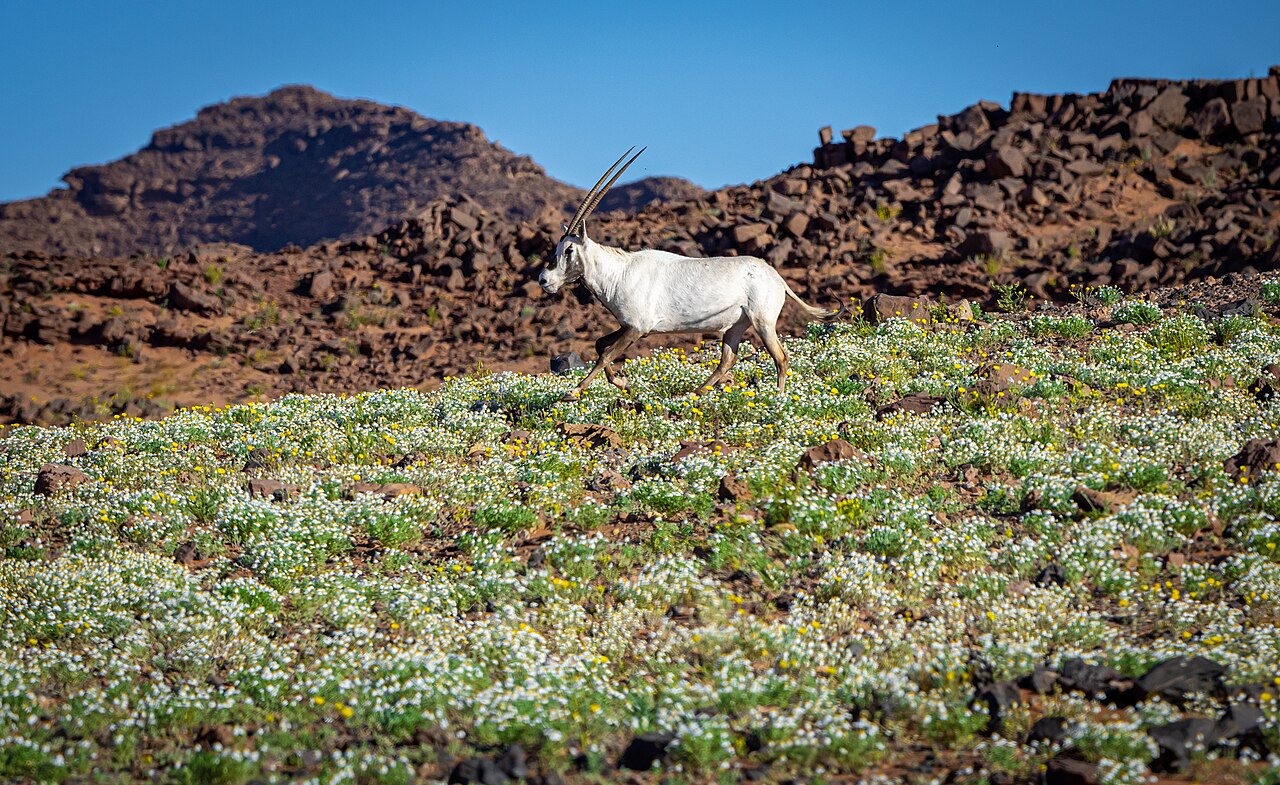 Arabian oryx (Oryx leucoryx)