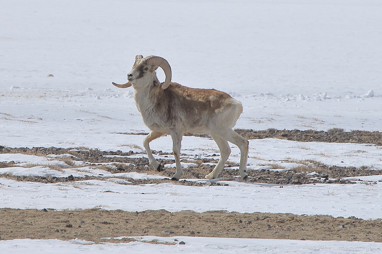Argali (Ovis ammon)