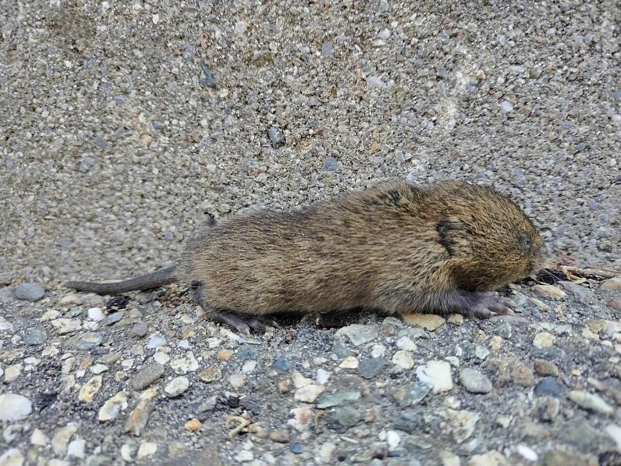 Arvicola destructor (Arvicola destructor)