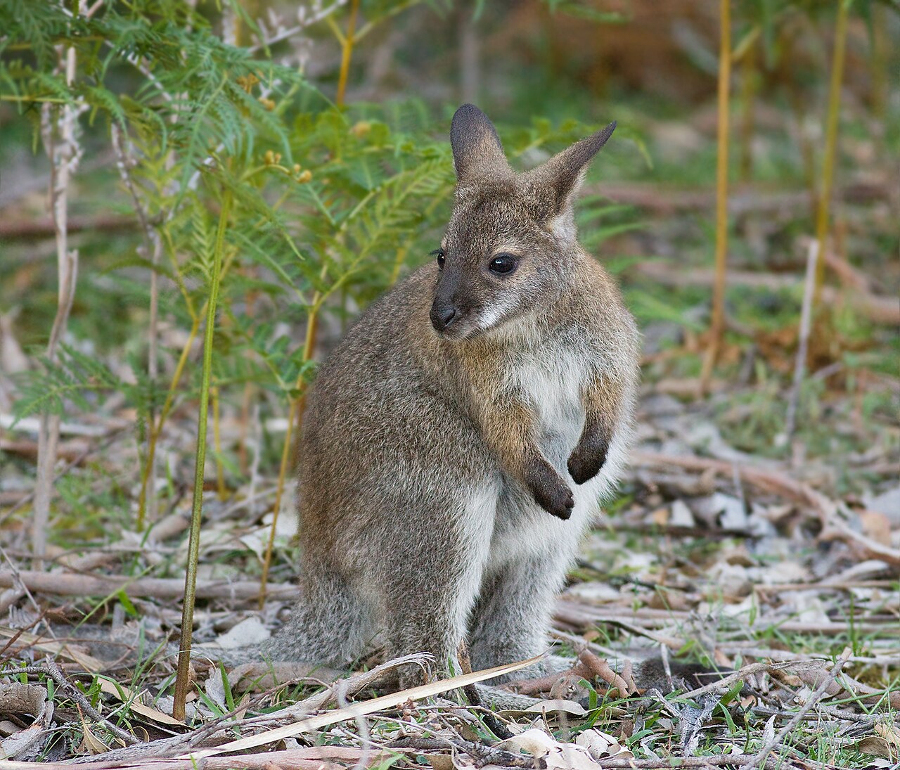 Bennettwallaby, jong dat de buidel net heeft verlaten, maria island; het zoogt daarna nog tot een leeftijd van twaalf tot zeventien maanden