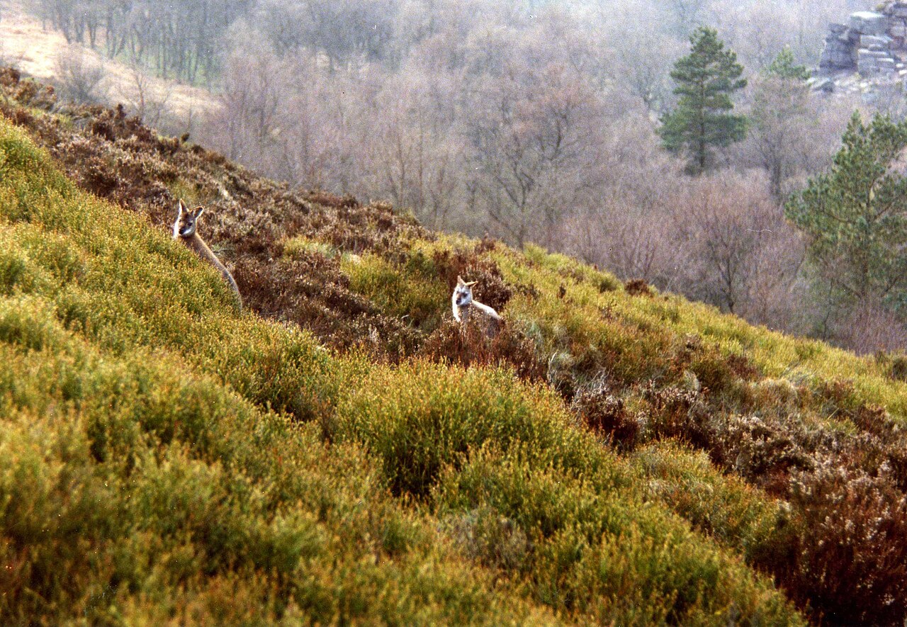 Bennettwallaby, twee vrijlevende wallaby's op de heide boven lud's church, staffordshire — de engelse kolonie die na een reeks strenge winters vrijwel is verdwenen