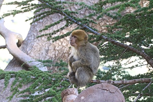Berberaap (Macaca sylvanus)