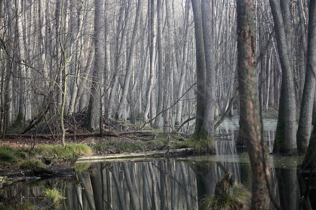 Castor Europeo, aliseda inundada por el castor: el agua sube un metro y el bosque se ahoga, briesetal (brandeburgo)