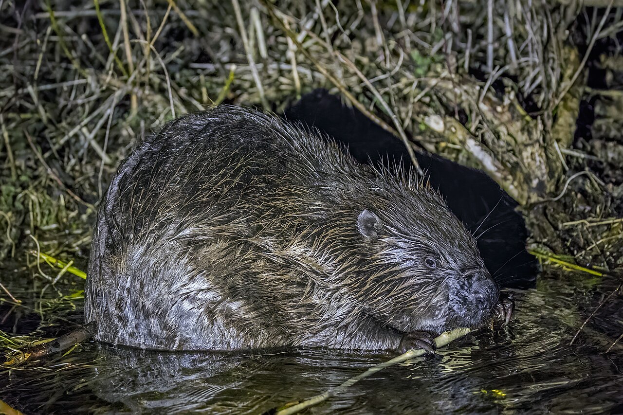 Castor Europeo (Castor fiber)