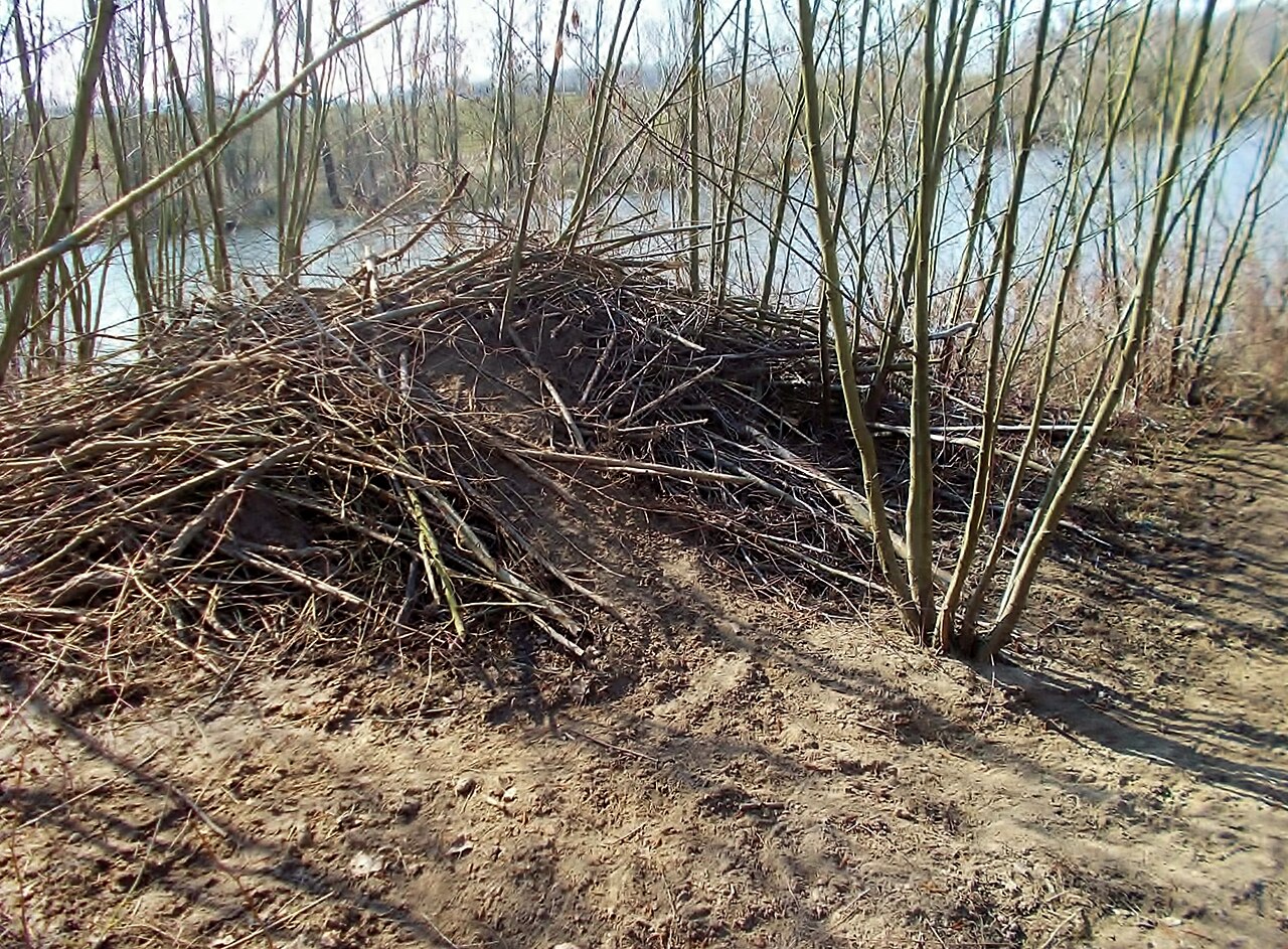 Castor Europeo, madriguera-cabaña: un montón de ramas de varios metros en la orilla, con las entradas bajo el agua, junto al río ijssel
