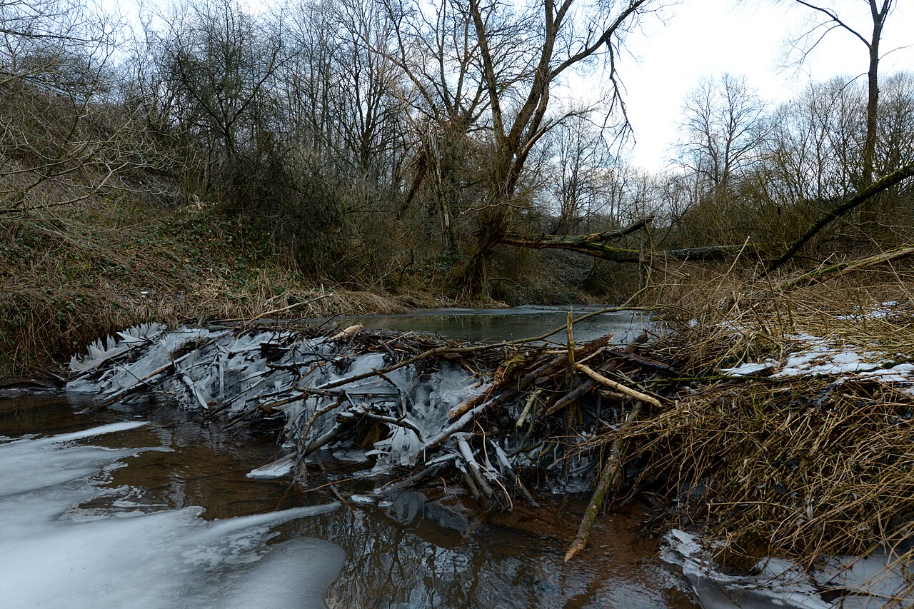 Castor Europeo, presa de ramas y barro atravesando el arroyo, con el agua embalsada detrás, illingen (sarre)
