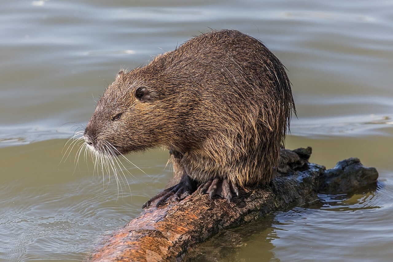 Beverrat (Myocastor coypus)