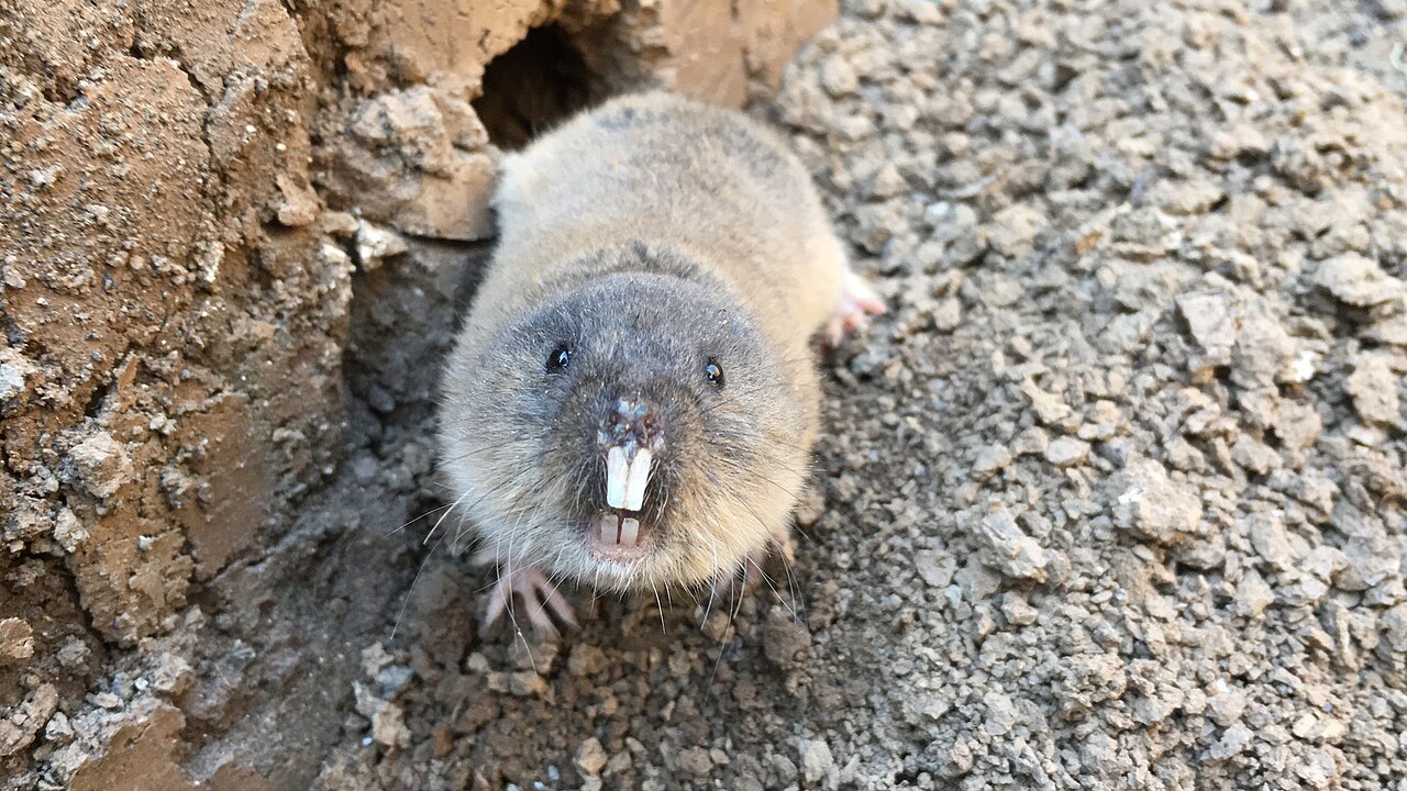 Blinde woelmuis (Ellobius talpinus)