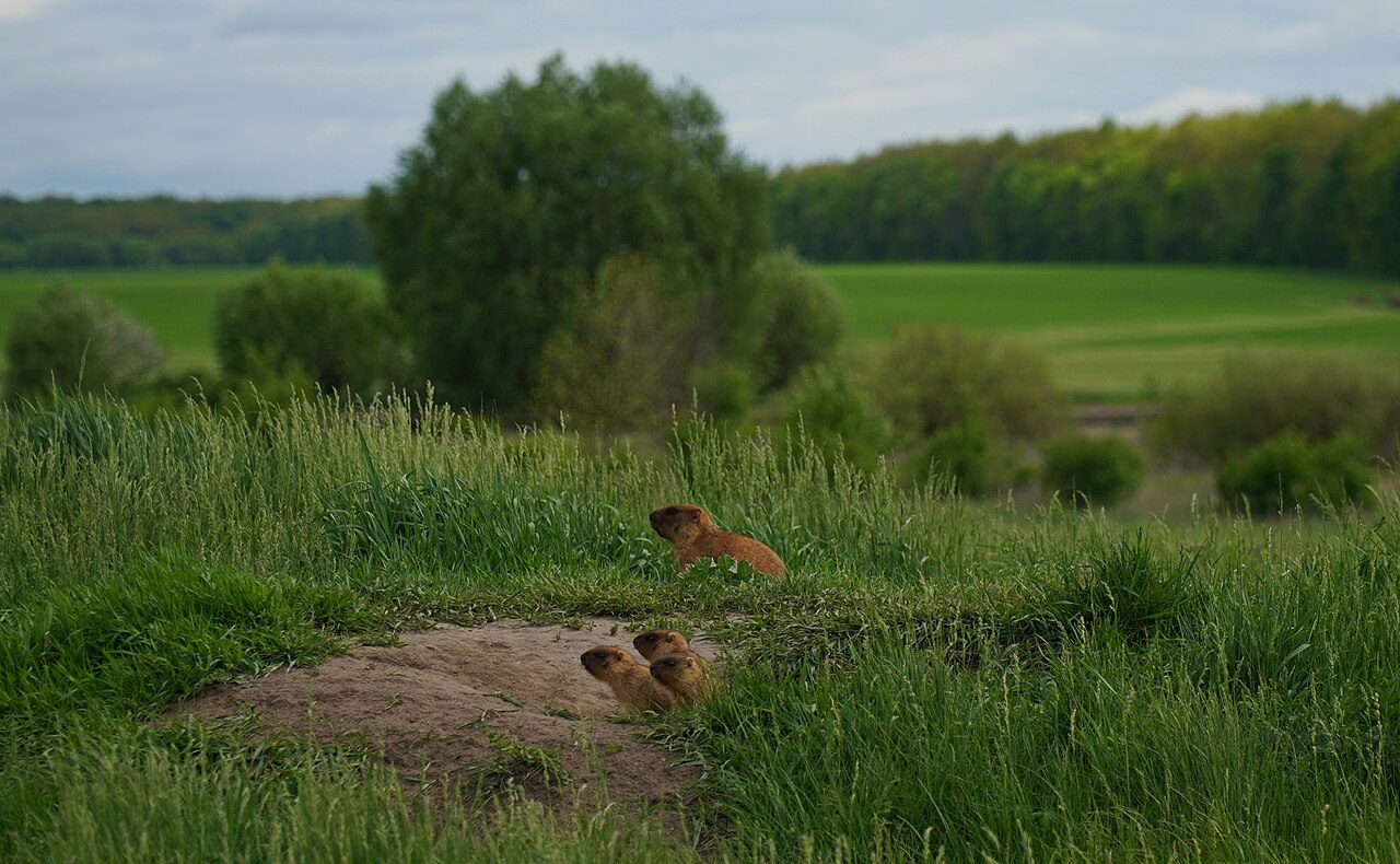 Bobakmarmot, familie op de holheuvel in de bossteppe van poltava, oekraïne, met akkers tot aan de horizon
