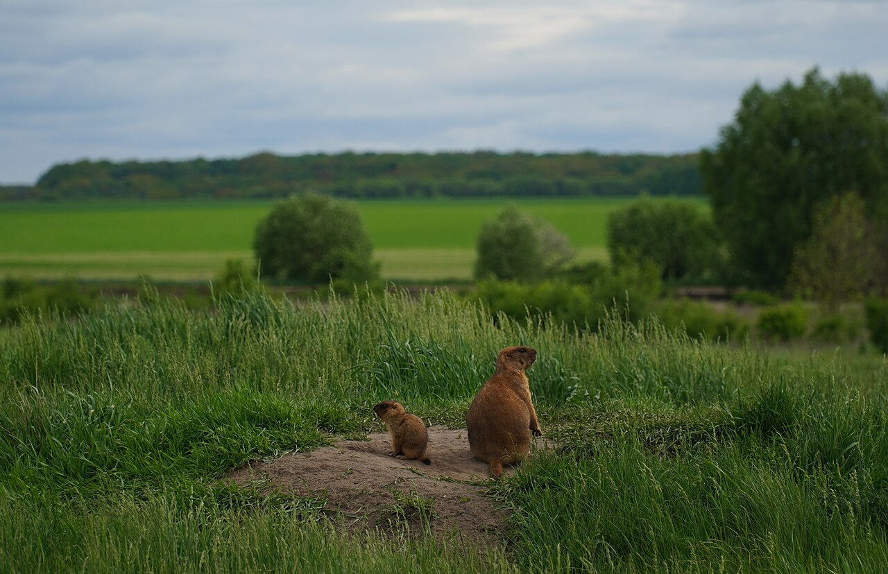 Bobakmarmot, volwassen dier met een jong van dat jaar op de holheuvel, bilsk, poltava, eind mei