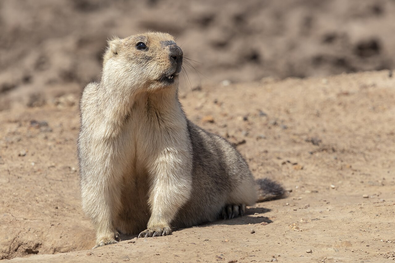 Bobakmarmot, van dichtbij: zandgele vacht, donkere kruin en de korte staart met de donkere punt