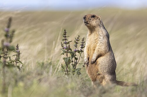 Bobakmarmot (Marmota bobak)