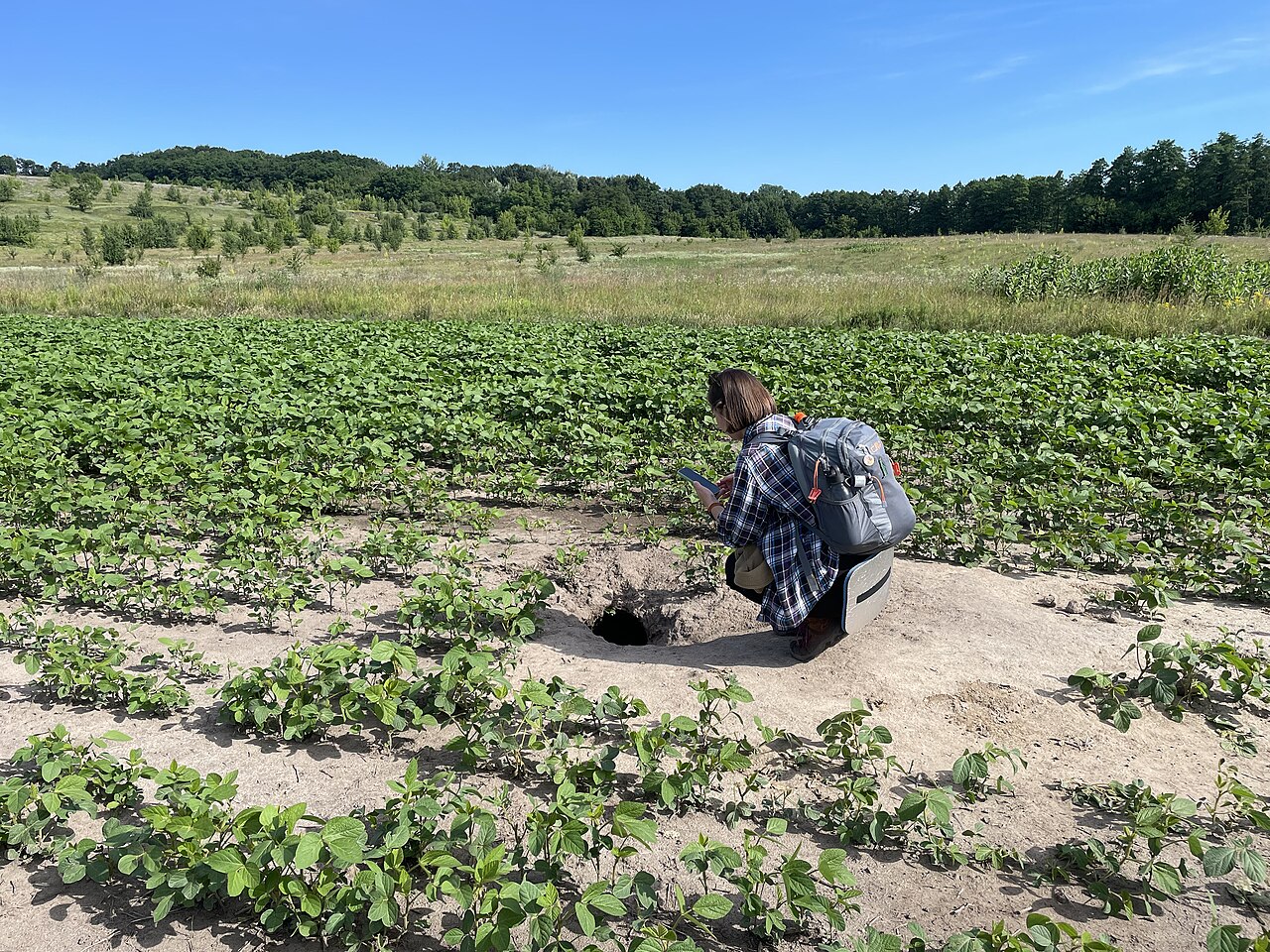Bobakmarmot, holingang met de kale aardheuvel eromheen, in een sojaveld bij soemy, oekraïne — op de heuvel groeit niets
