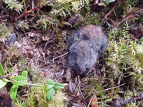 Boslemming (Myopus schisticolor)