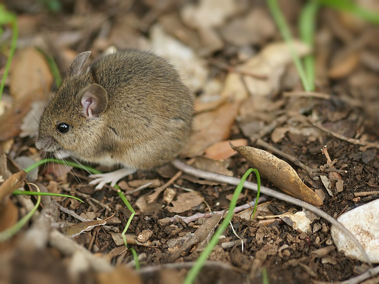 Bosmuis (Apodemus sylvaticus)