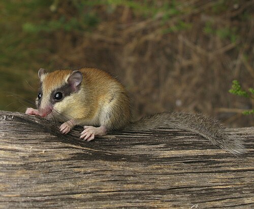 Bosslaapmuis (Dryomys nitedula)