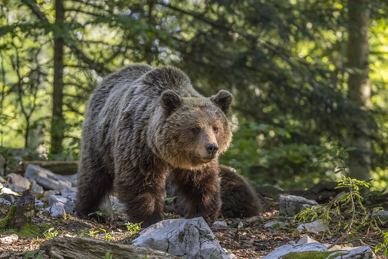 Bruine beer (Ursus arctos)
