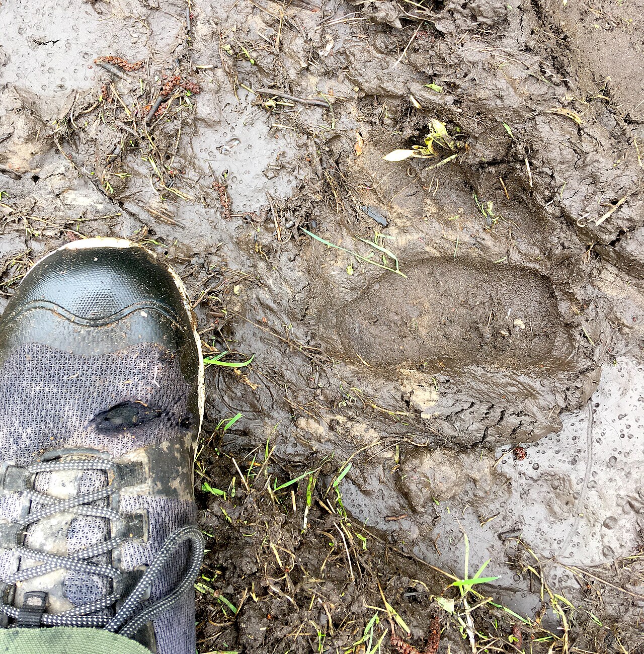 Bruine beer, prent van de achtervoet in de modder, met een schoen ernaast: een brede, mensachtige zool met de vijf tenen op een rij erboven (kõrvemaa, estland)