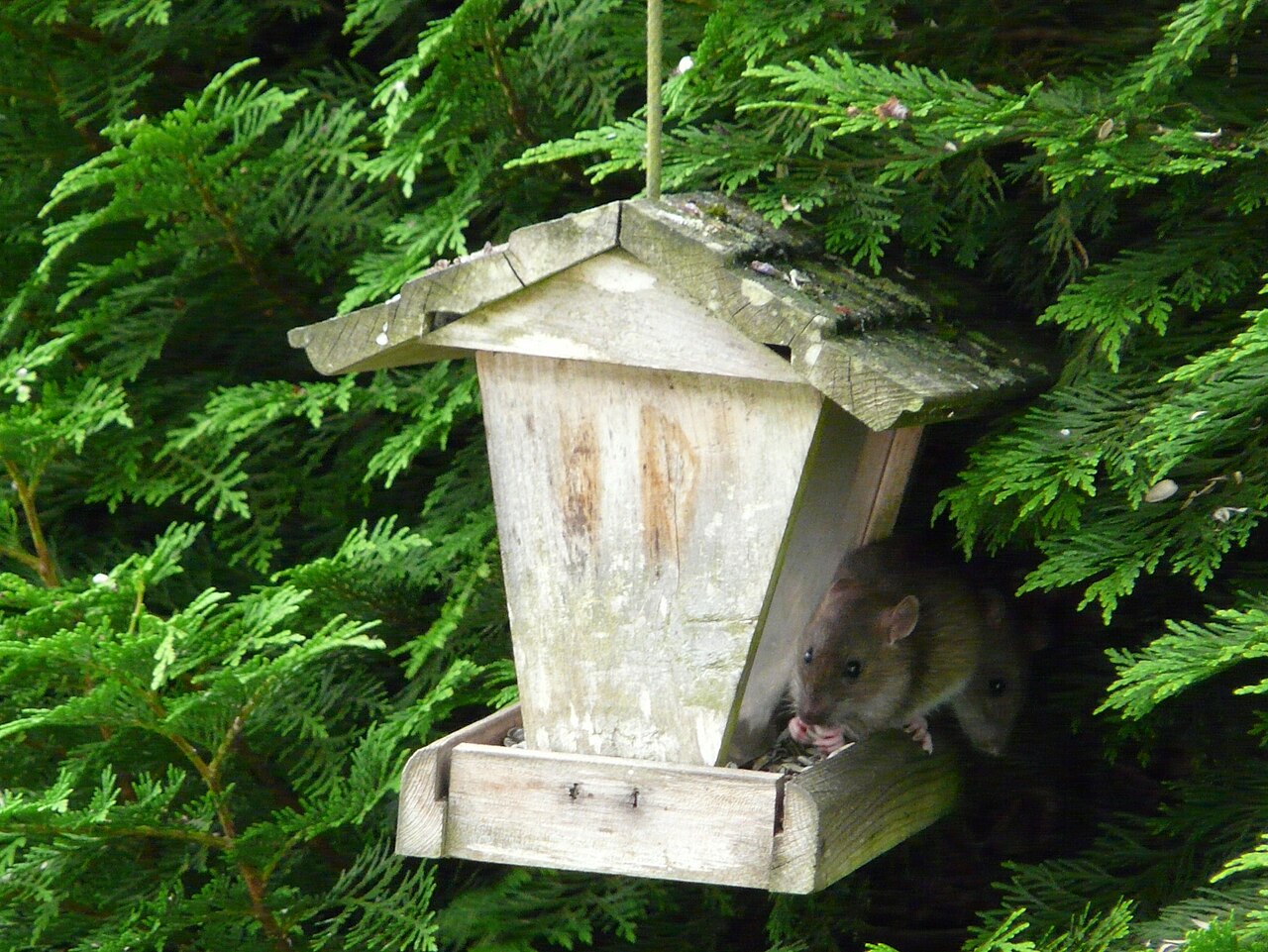 Rata parda, dos animales en un comedero colgante de un jardín de périgueux — el lugar más habitual en que un europeo se topa con esta especie, y un recordatorio de que sí trepa
