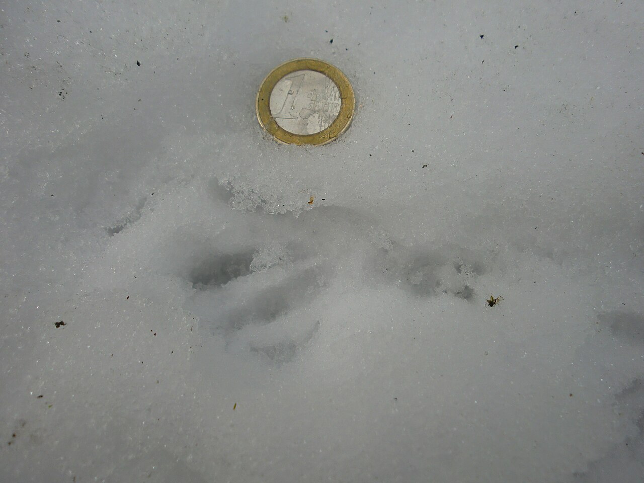 Rata parda, huella en nieve reciente junto a una moneda de euro de 23 mm: se aprecian bien los dedos largos y abiertos y la planta extendida del pie