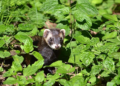 Bunzing (Mustela putorius)
