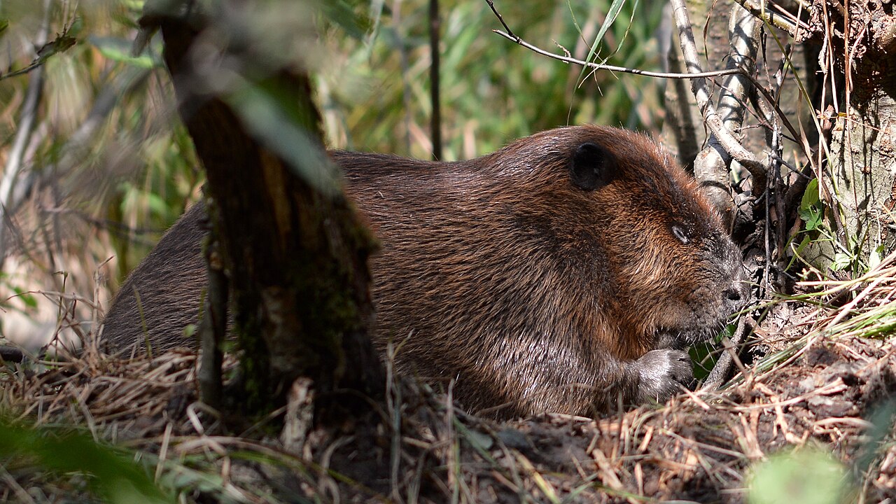 North American Beaver (Castor canadensis)
