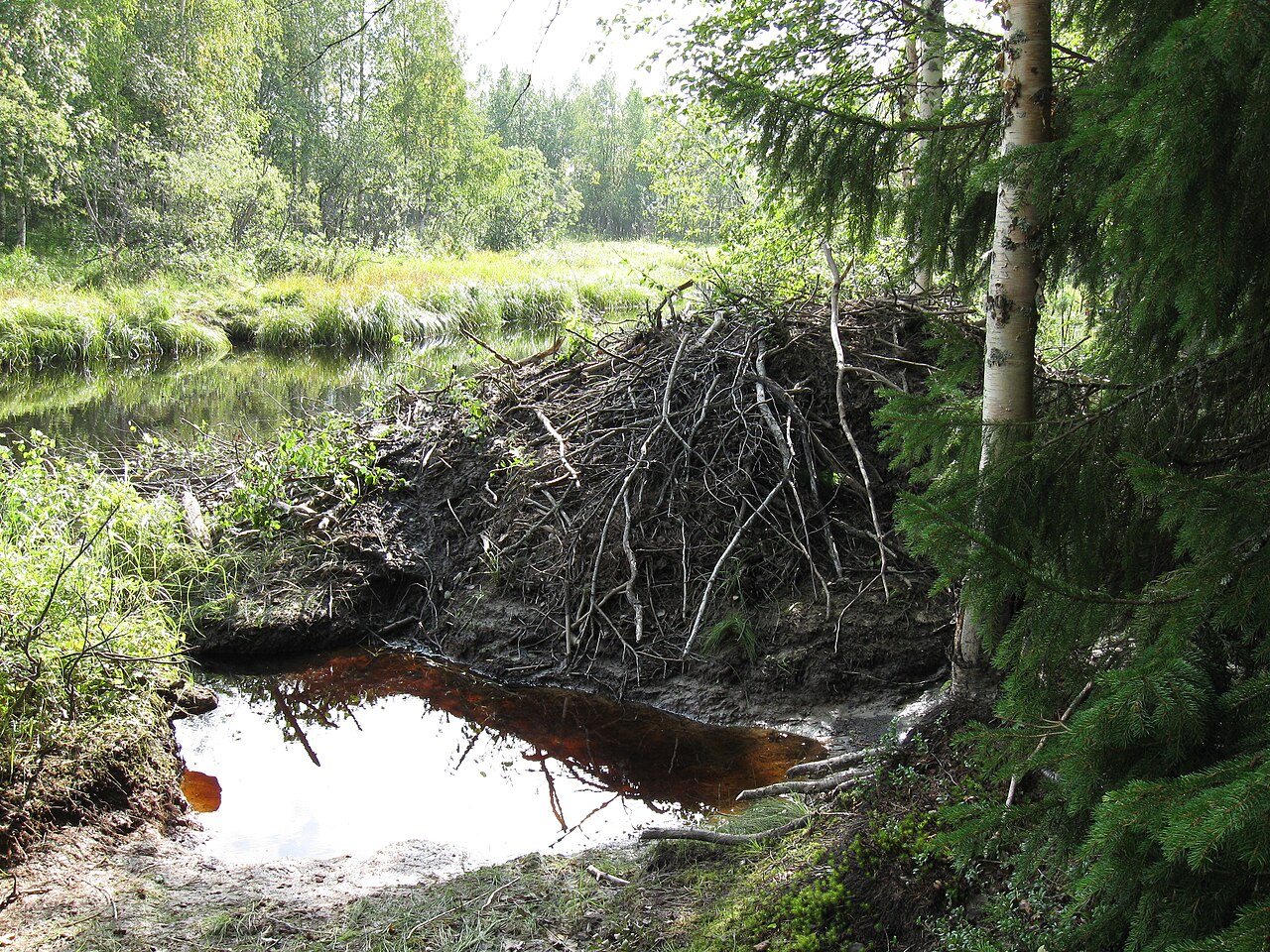 North American Beaver, lodge on a stream in riparian woodland in northern finland, with the impounded water around it; the photographer puts it down to this species, but the structure itself does not settle that
