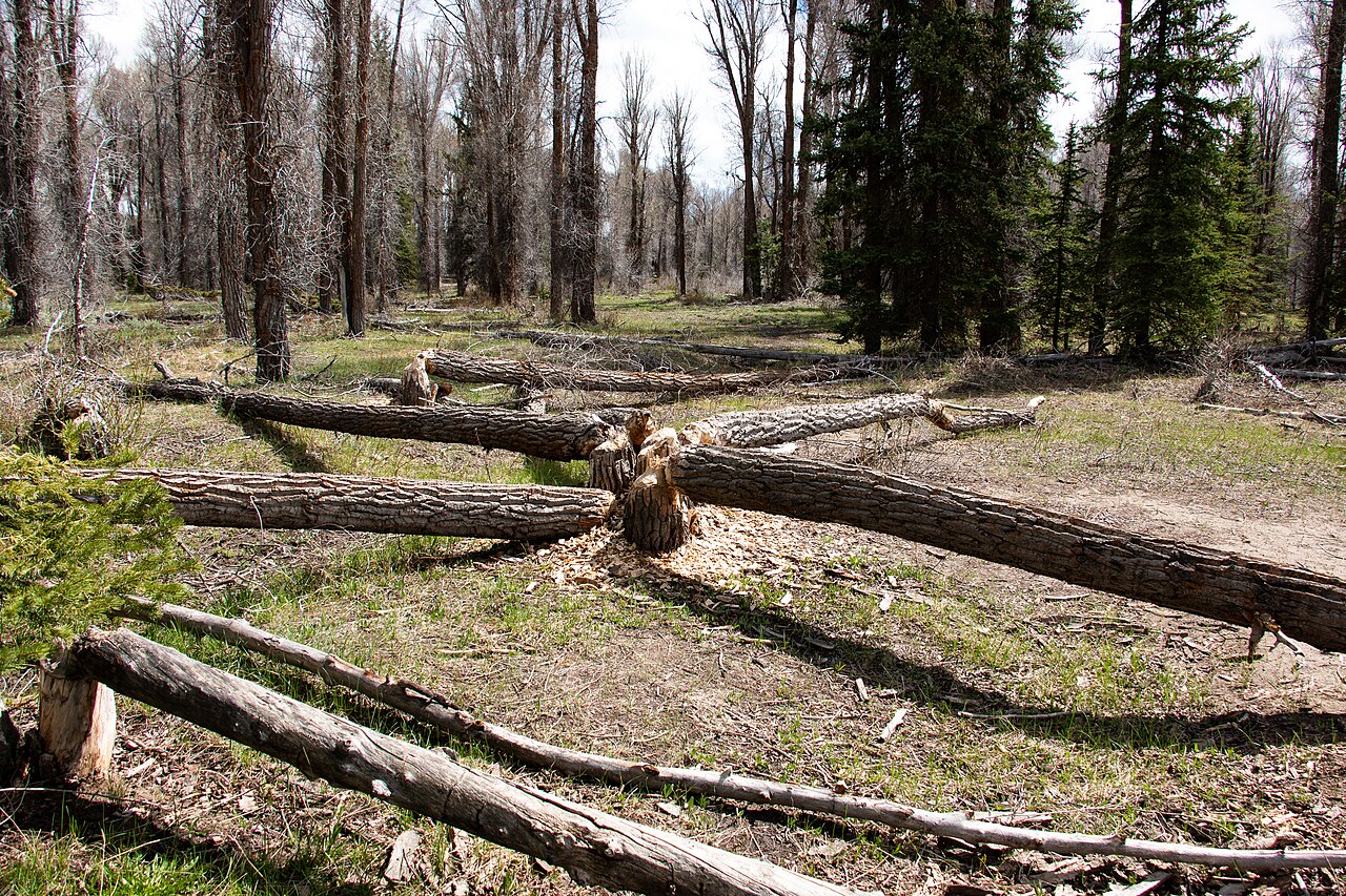 North American Beaver, felling in grand teton, wyoming: the hourglass stump with its ring of wood chips and the fallen stems pointing to the water — a sign indistinguishable from that of the eurasian beaver