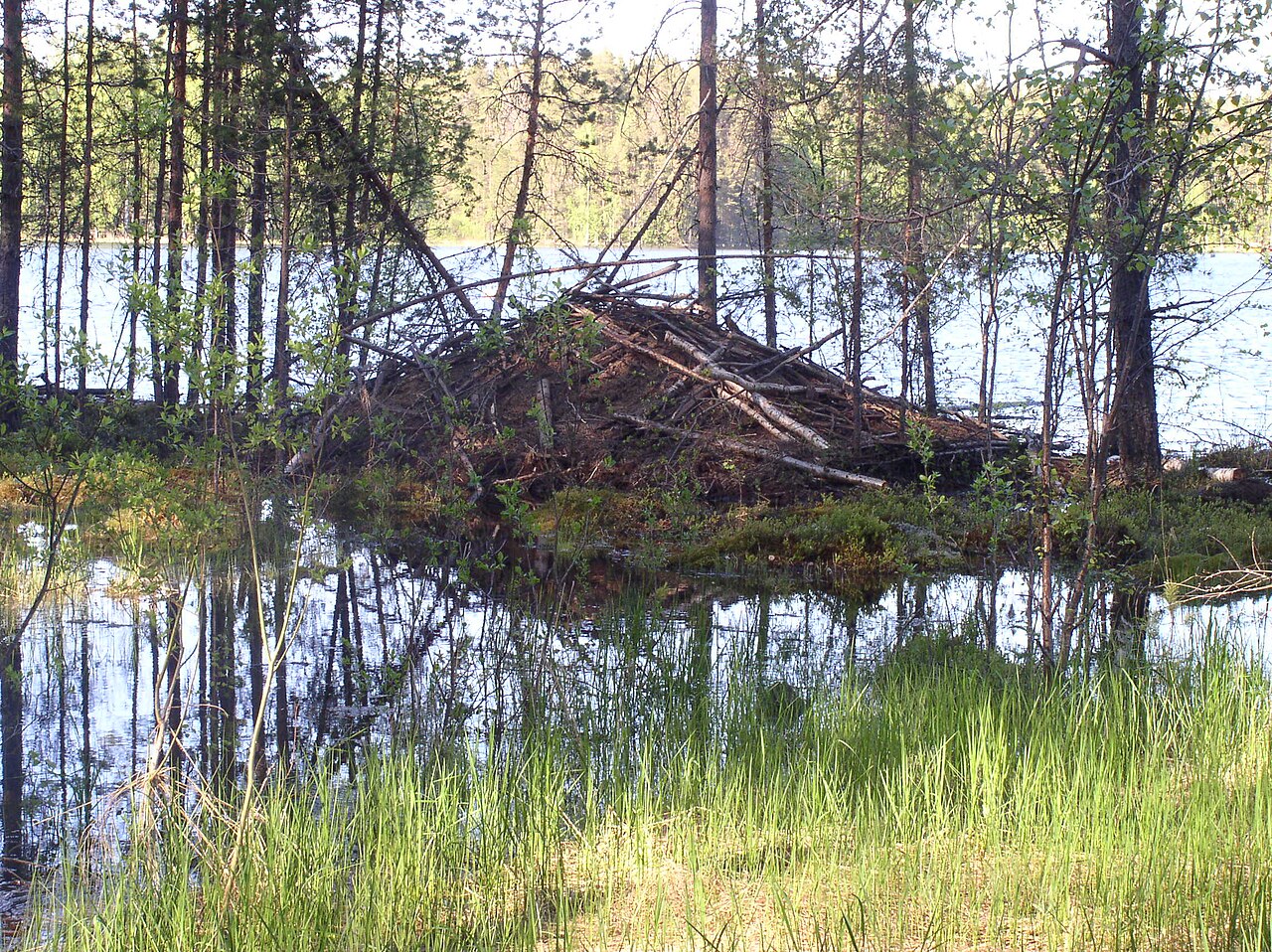 North American Beaver, lodge on the shore of lake saimaa at enonkoski, finland: a heap of sticks and logs over an underwater entrance, in the area where the north american beaver has replaced the eurasian — the lodge itself does not show which