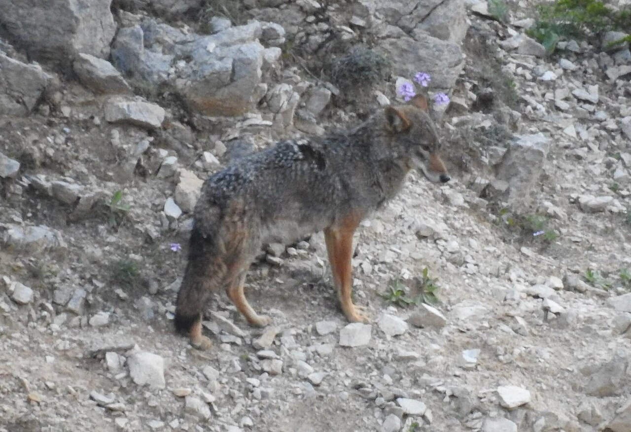 African Golden Wolf (Canis lupaster)