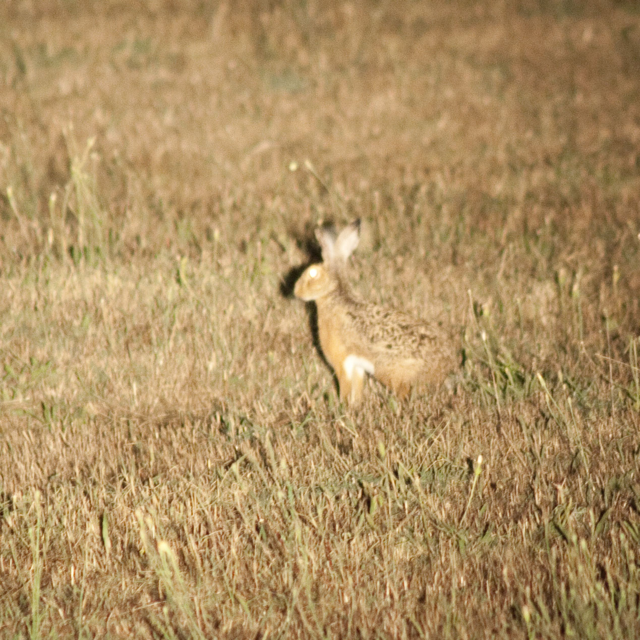 Corsicaanse haas, in verdroogd grasland in het natuurreservaat monterano, lazio — het vasteland van midden-italië, de kern van het verspreidingsgebied