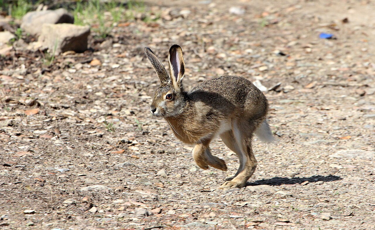 Corsicaanse haas (Lepus corsicanus)