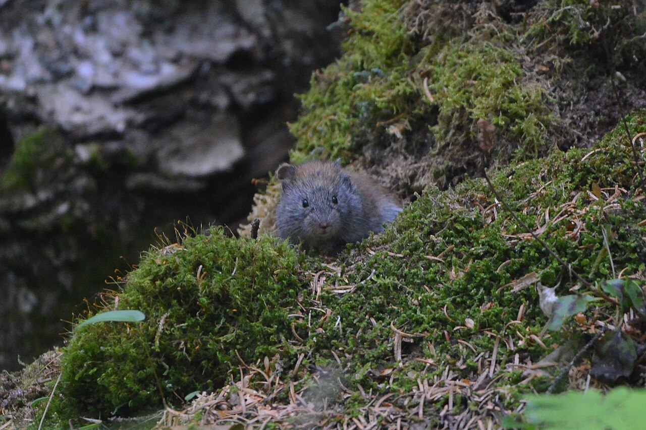 Craseomys rufocanus, cabeza de cerca, el mismo animal: orejas grandes y salientes, ojo grande y mejillas grises; el rojo queda limitado a la banda dorsal