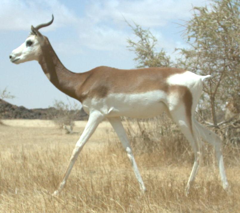 Damagazelle (Nanger dama)