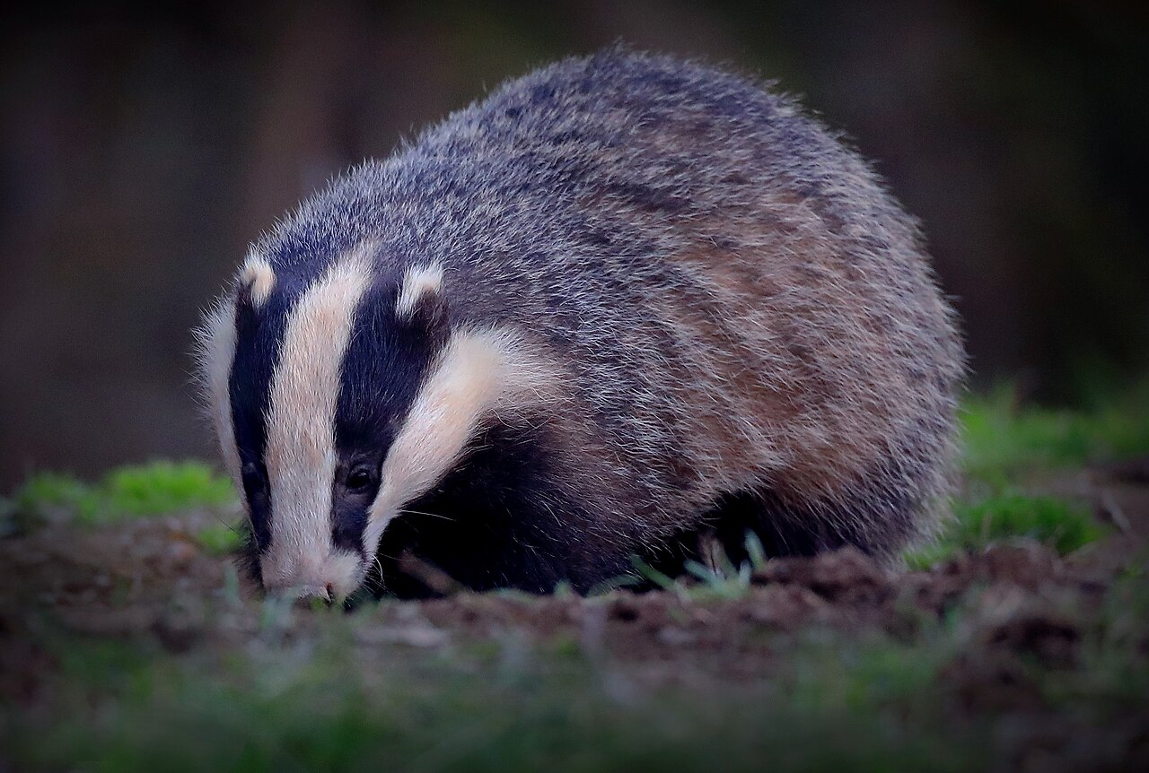 Das, kop van dichtbij: de twee zwarte banen lopen van de snuit over het oog naar het witomrande oor