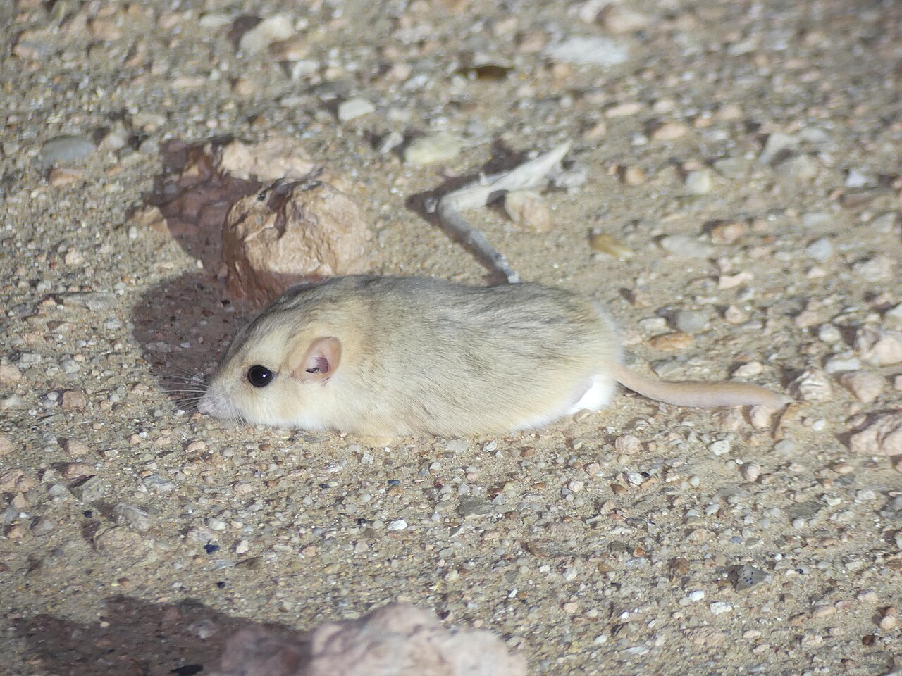 Dikstaartmuis (Pachyuromys duprasi)