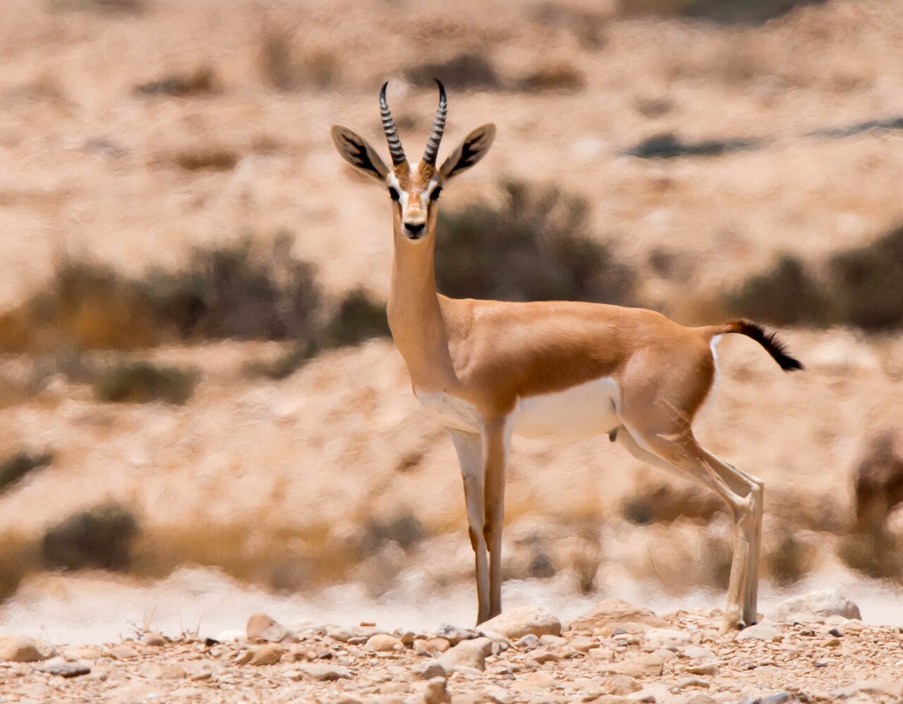 Dorcasgazelle (Gazella dorcas)
