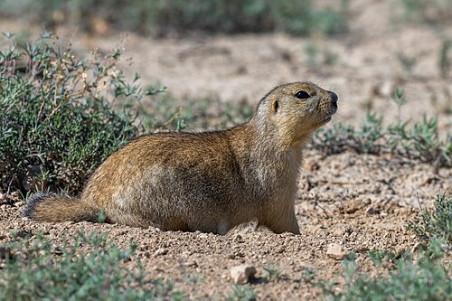 Dwerggrondeekhoorn (Spermophilus pygmaeus)