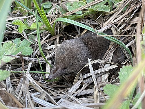 Dwergspitsmuis (Sorex minutus)