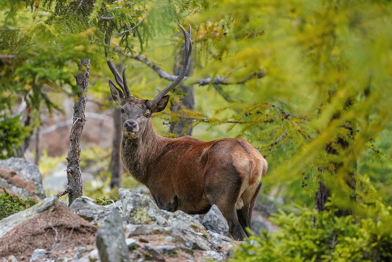 Edelhert (Cervus elaphus)