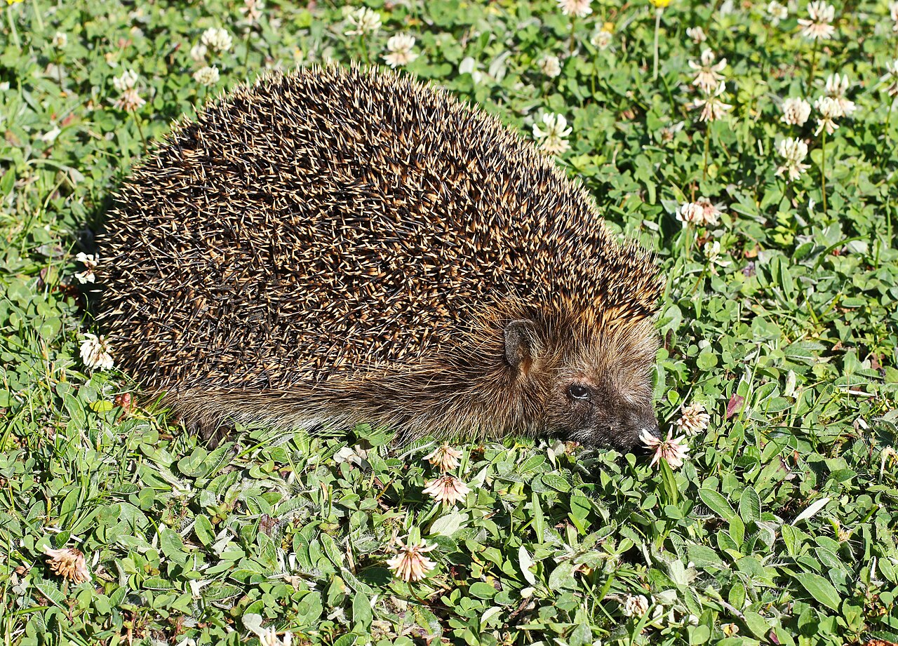 West-europese egel (Erinaceus europaeus)