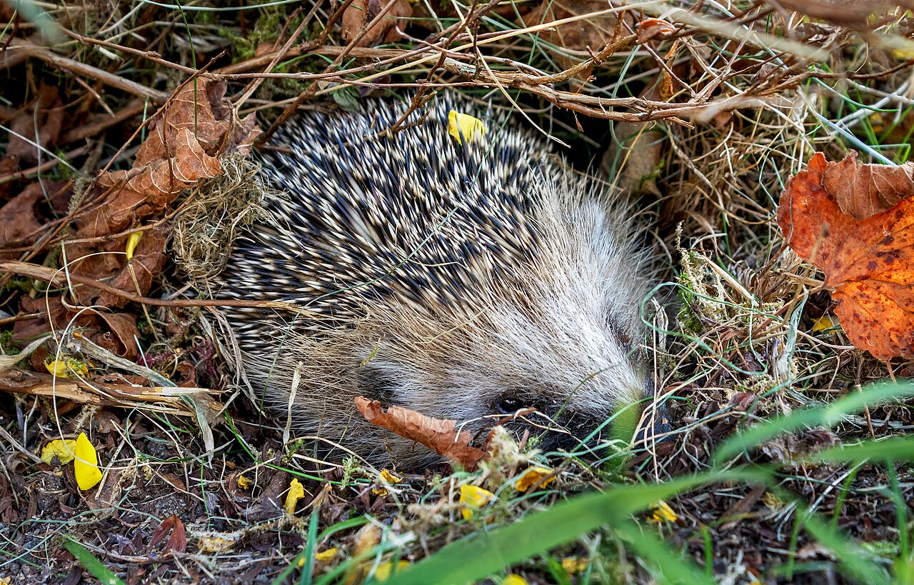 West-europese egel, nest van gras en blad onder een struik, met het dier erin opgerold (tuntorp, zweden)