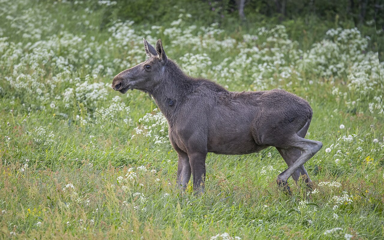 Eland (Alces alces)